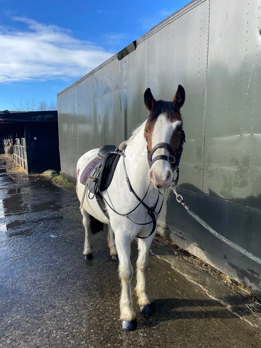 14.2 4 year old pony for sale - Image 1