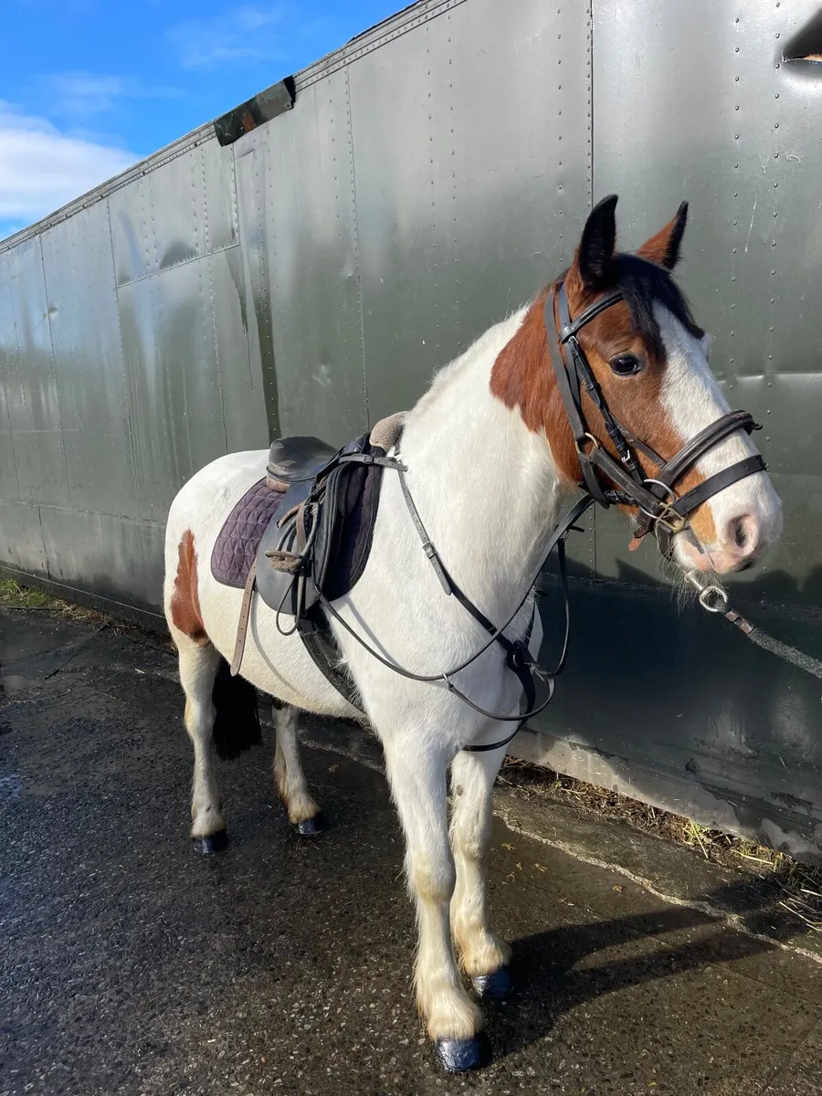 14.2 4 year old pony for sale - Image 3