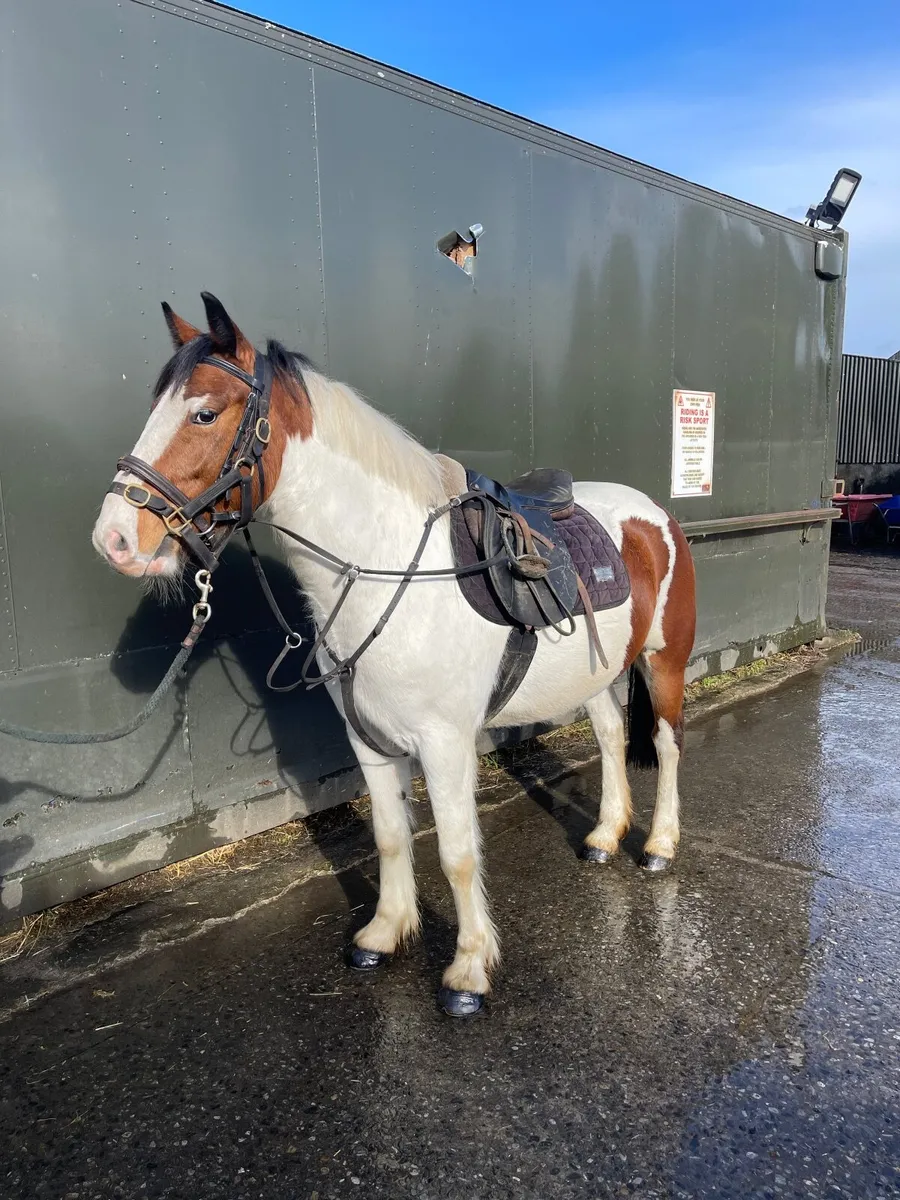14.2 4 year old pony for sale - Image 4