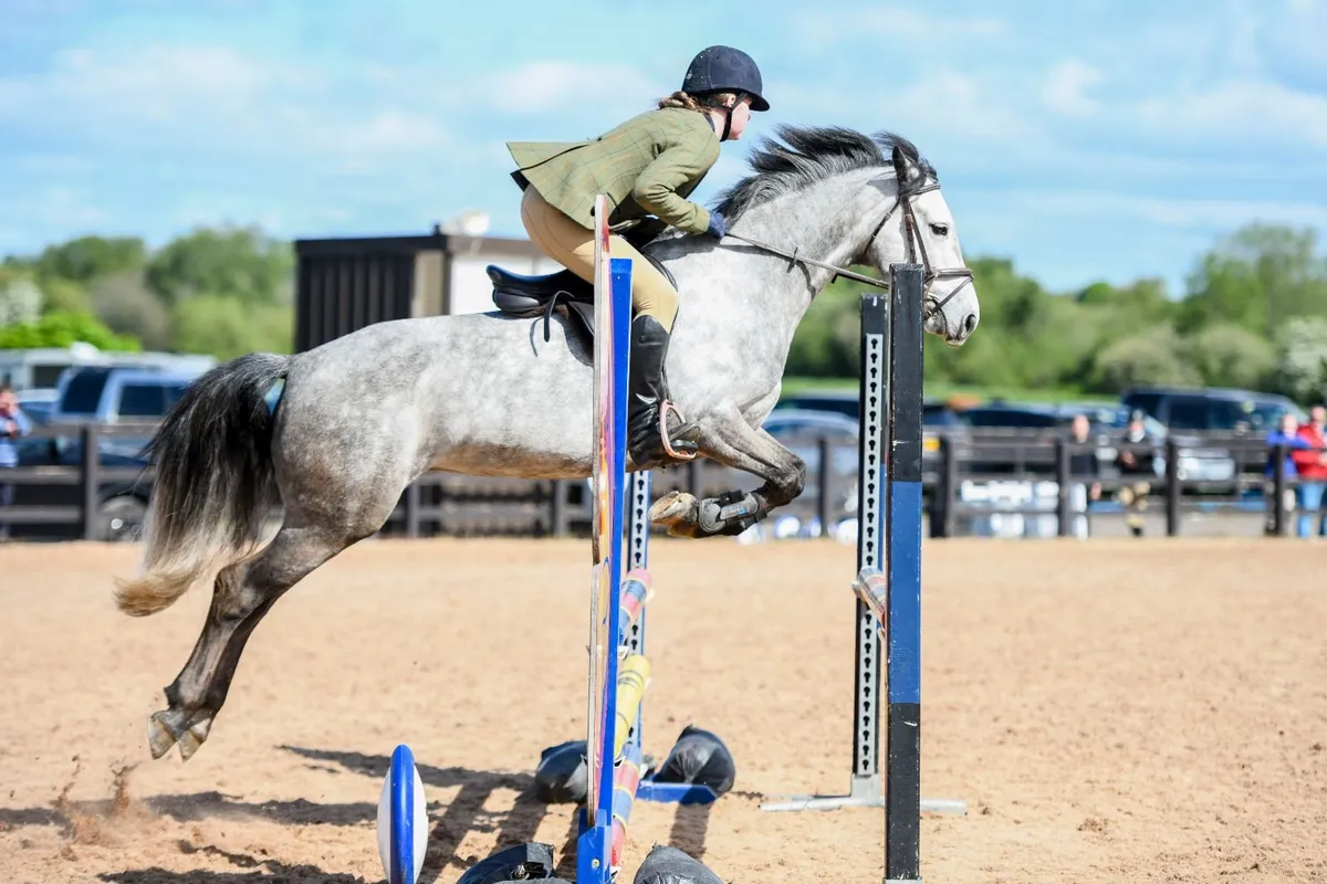 138 cm showjumping pony - Image 4
