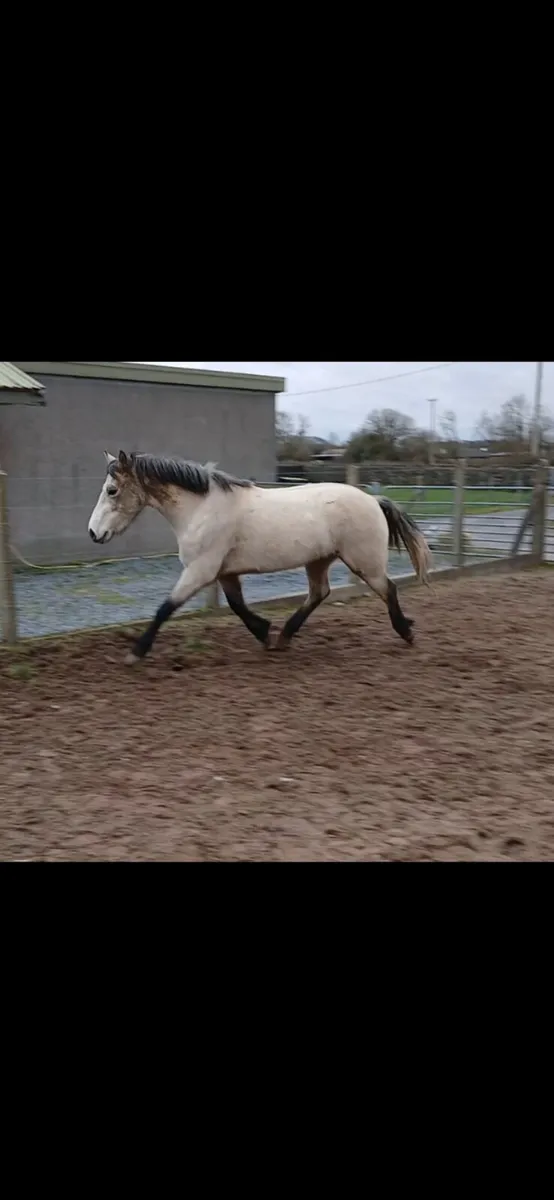 Class 1 connemara dun filly - Image 1