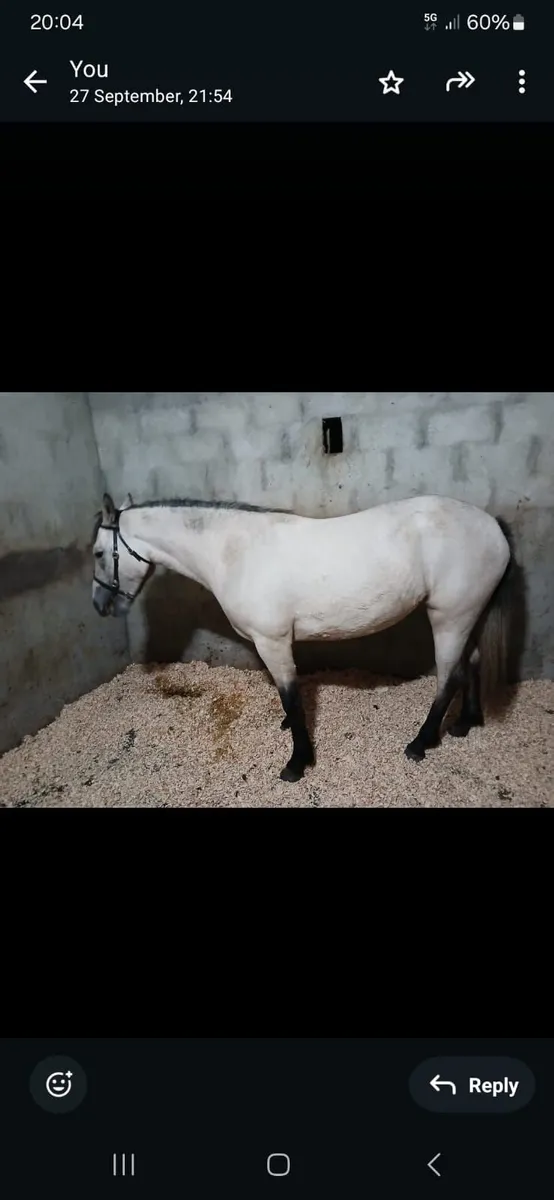 Class 1 connemara dun filly - Image 2