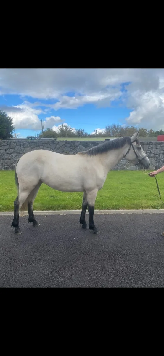 Class 1 connemara dun filly - Image 3