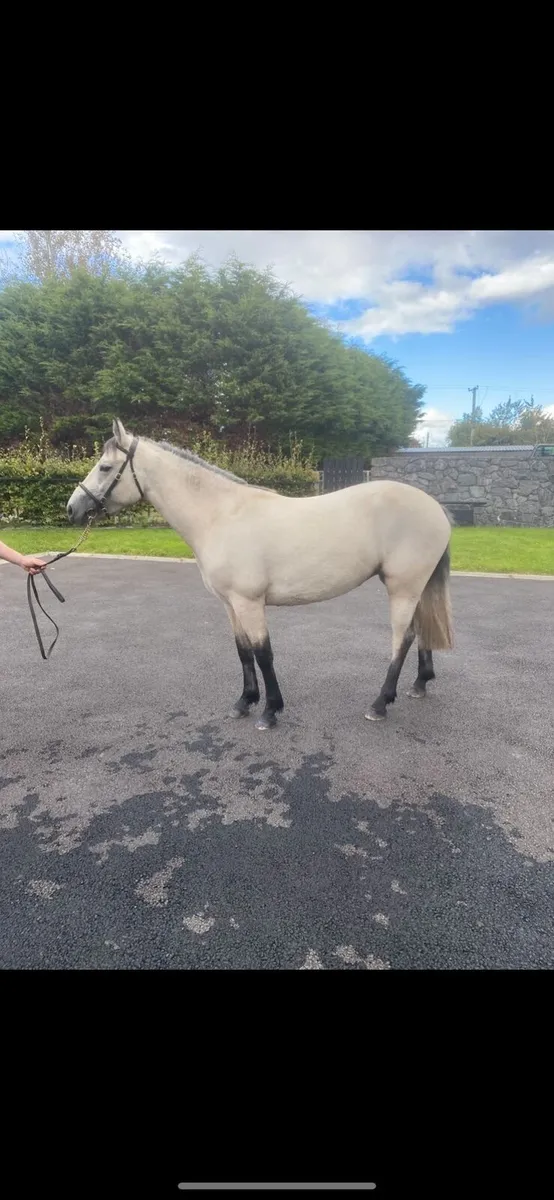 Class 1 connemara dun filly - Image 4