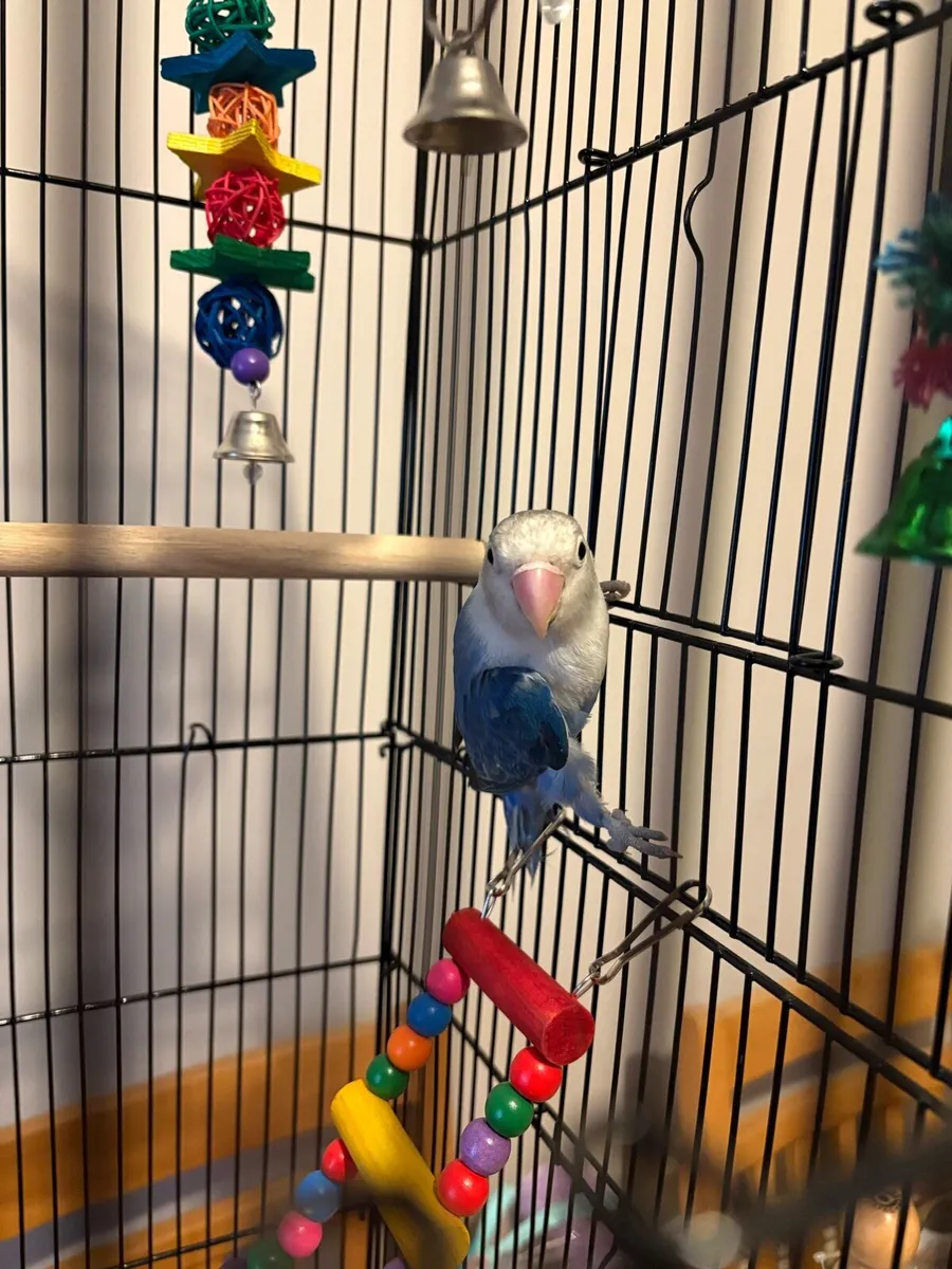 Lovebird - last years bird - Image 3