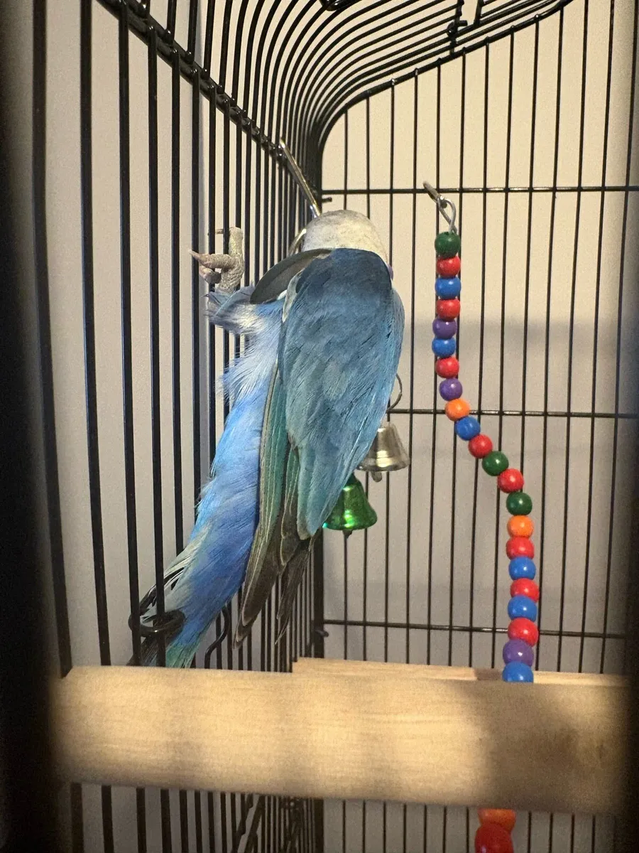 Lovebird - last years bird - Image 4