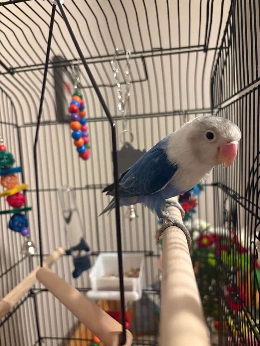 Lovebird - last years bird - Image 1