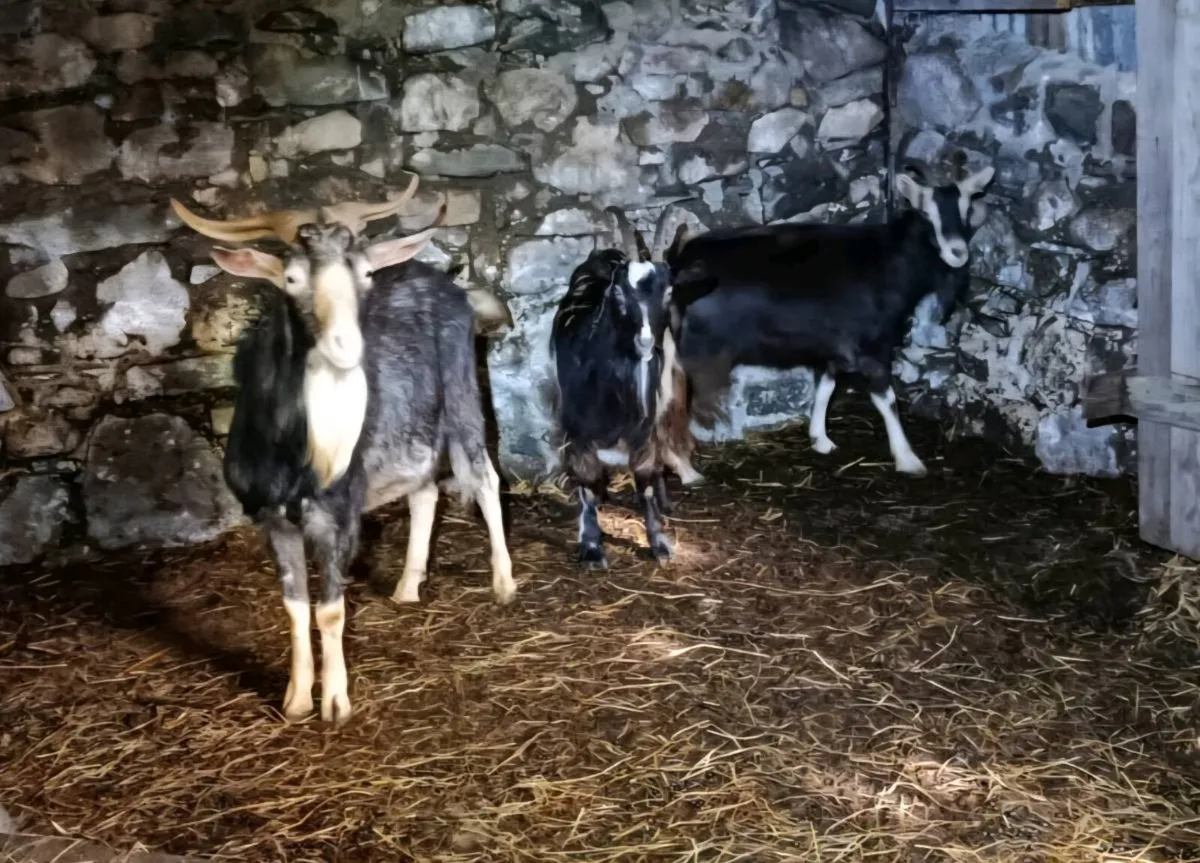 Irish goats - Image 3