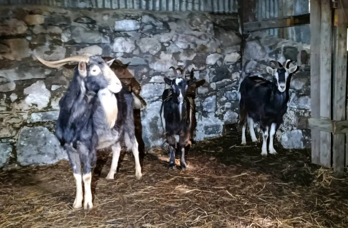 Irish goats - Image 4
