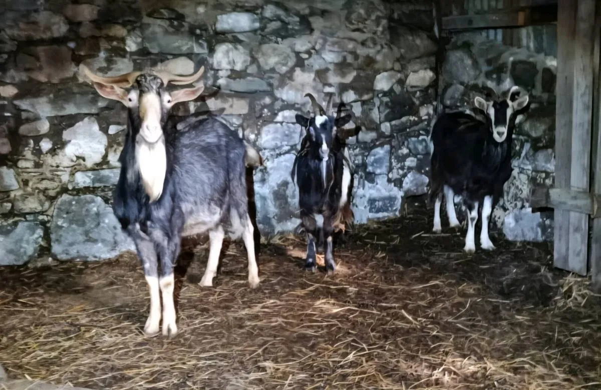 Irish goats - Image 1