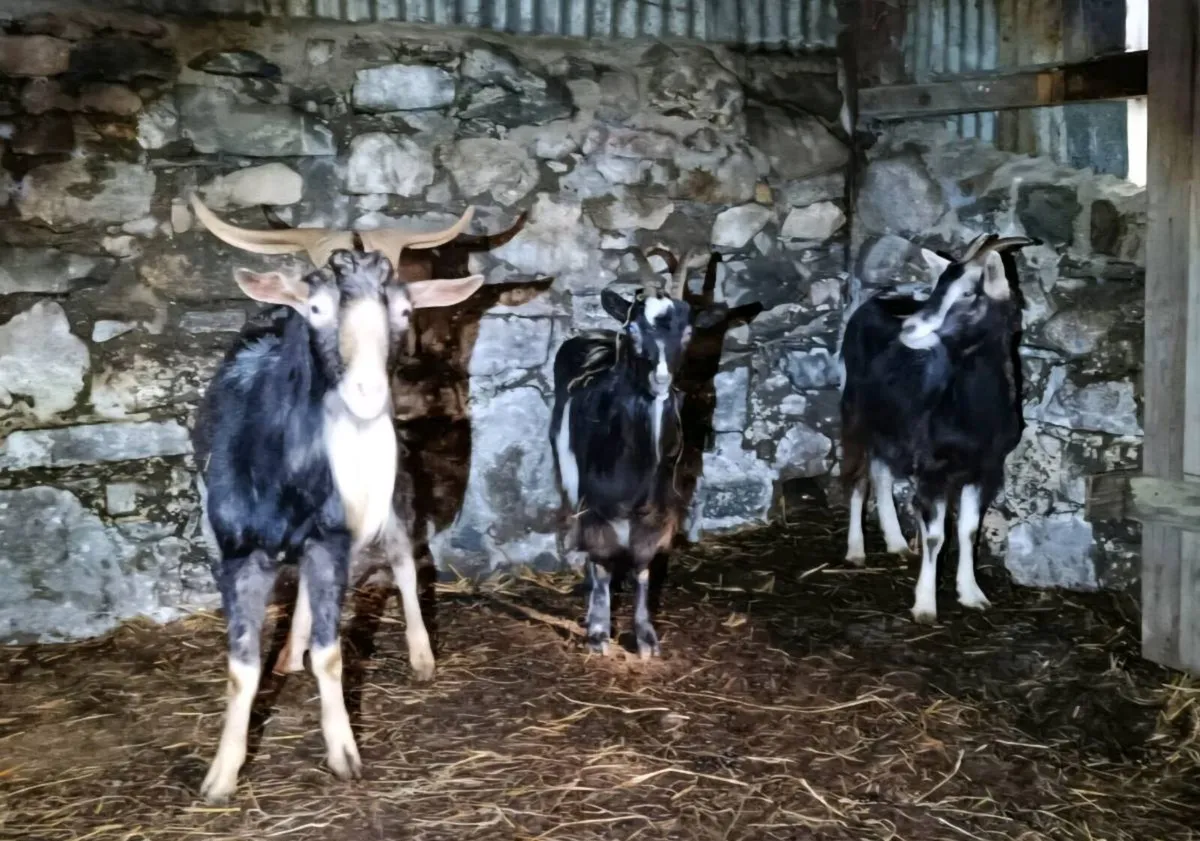 Irish goats - Image 2