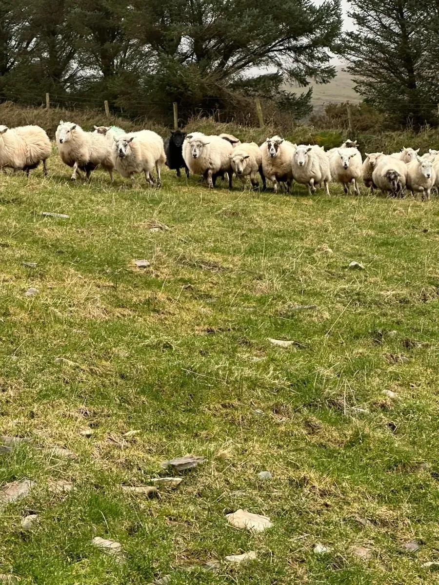 Half bred Ewes - Image 1