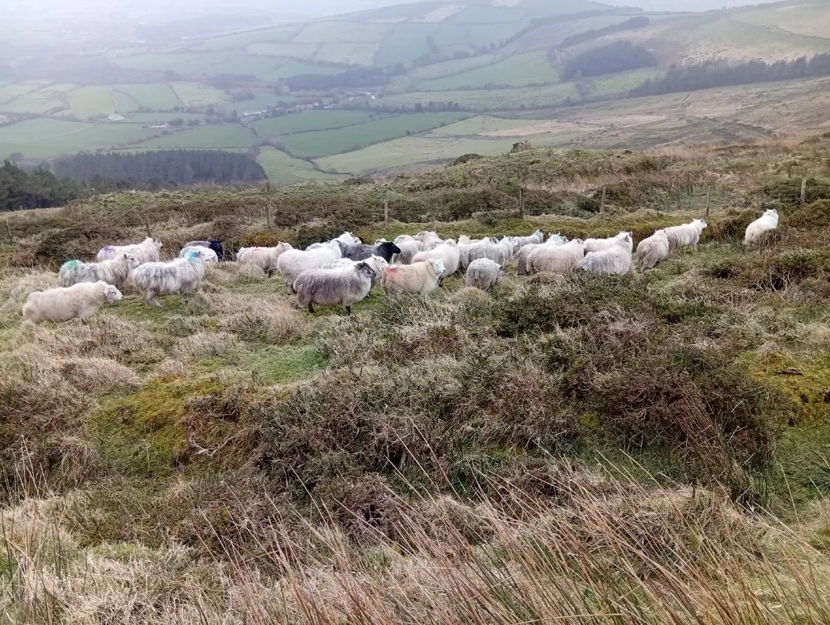 Half bred Ewes - Image 3
