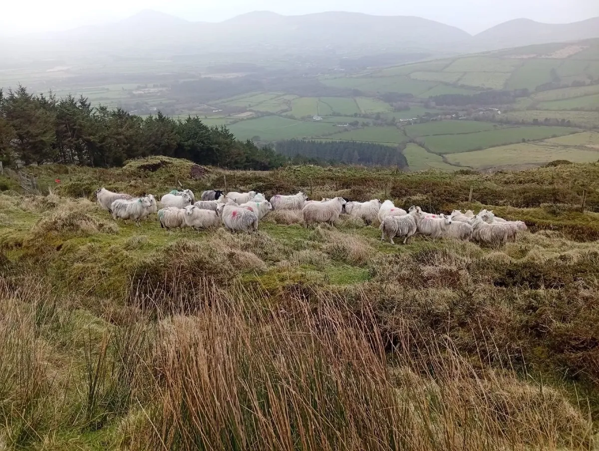Half bred Ewes - Image 4