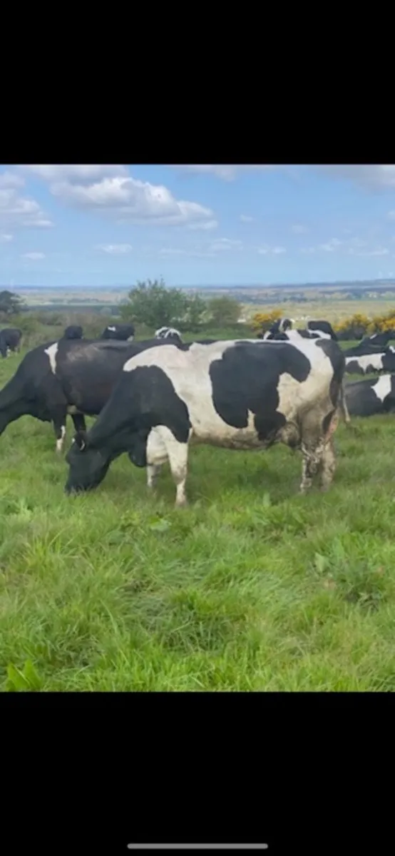 Pedigree registered Friesan bulls - Image 4