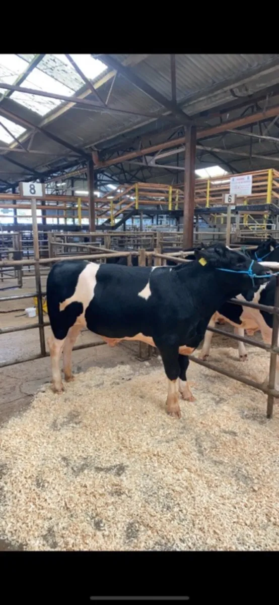 Pedigree registered Friesan bulls - Image 3