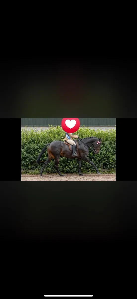 Show quality mare - Image 2