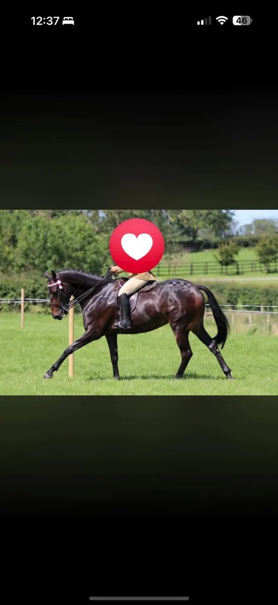 Show quality mare - Image 3