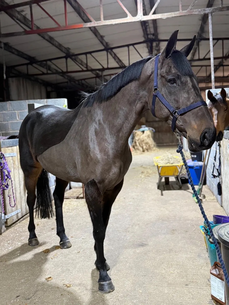 Show quality mare - Image 4