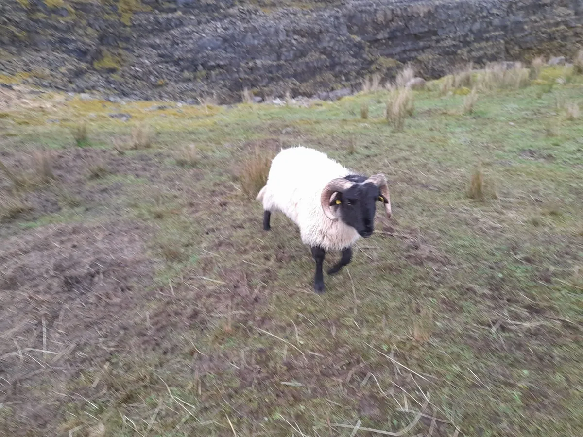 Sheep - Image 2
