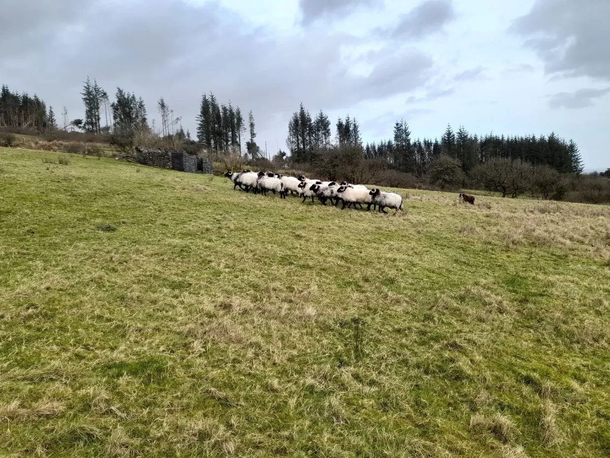 Sheep - Image 1