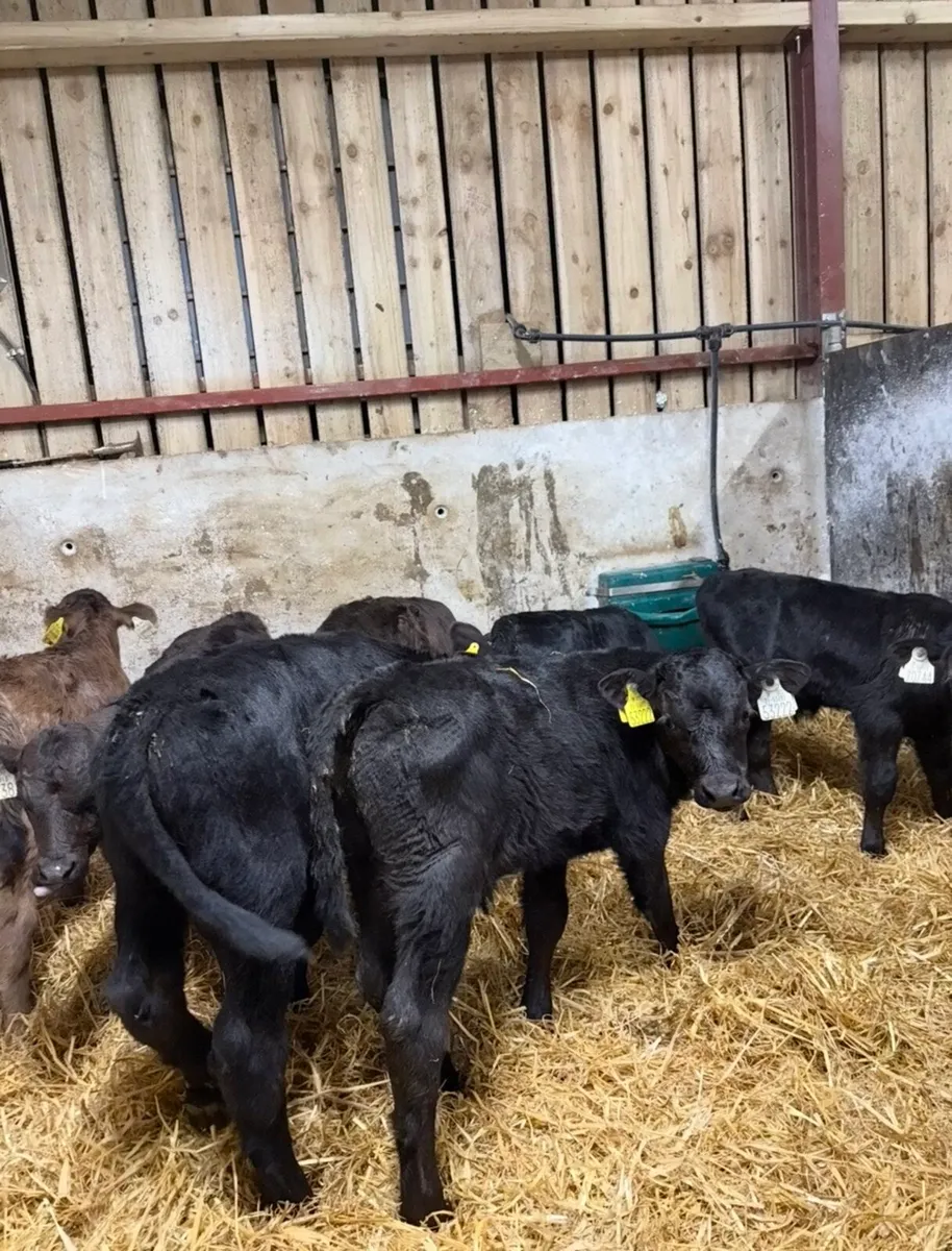 9 super Angus bull calves for sale - Image 1