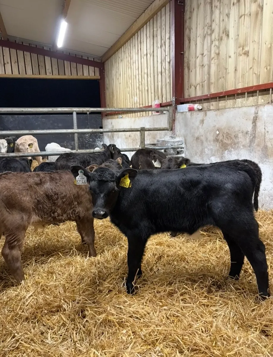 9 super Angus bull calves for sale - Image 4