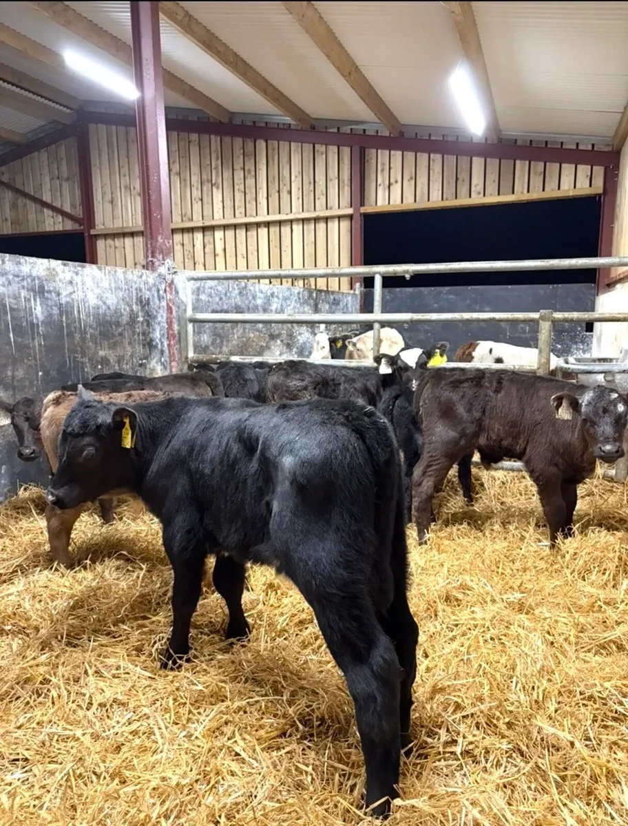 9 super Angus bull calves for sale - Image 2