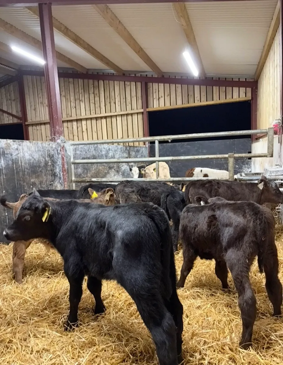9 super Angus bull calves for sale - Image 3