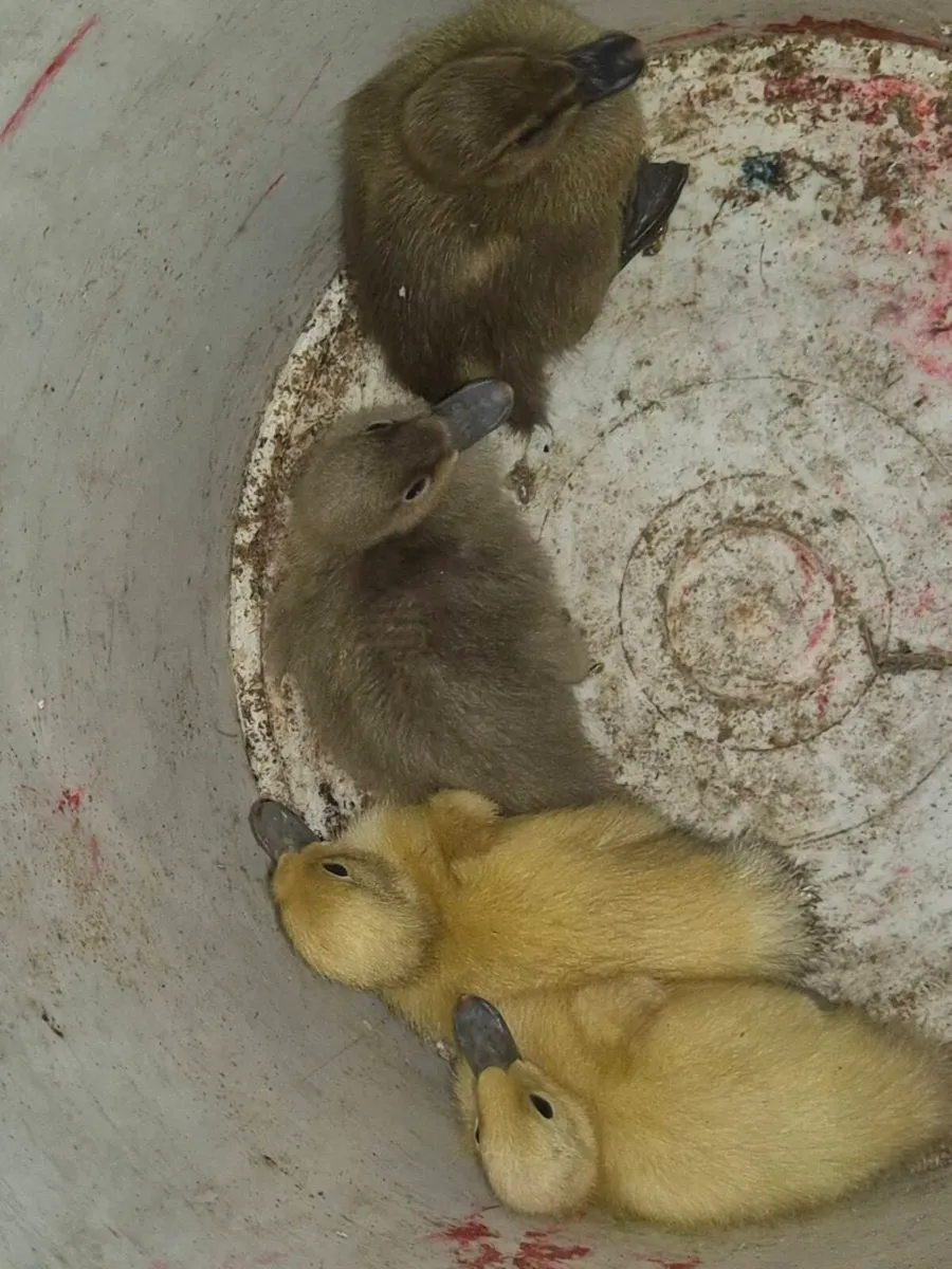 Pb hens & ducks - Image 2