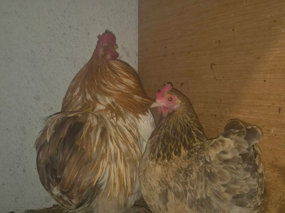 Pb hens & ducks - Image 3