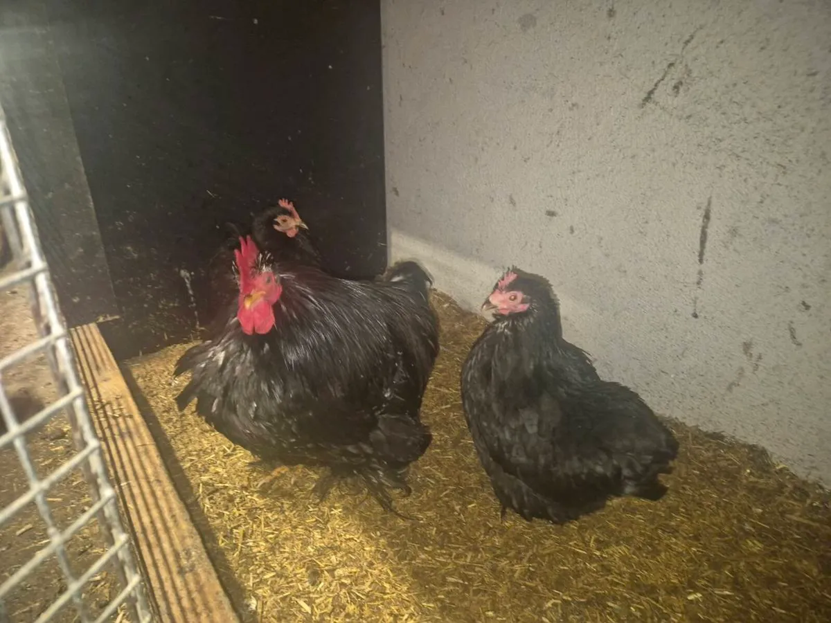 Pb hens & ducks - Image 4