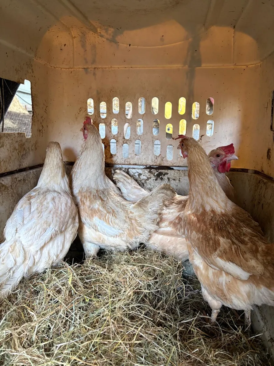 Pb hens & ducks - Image 1