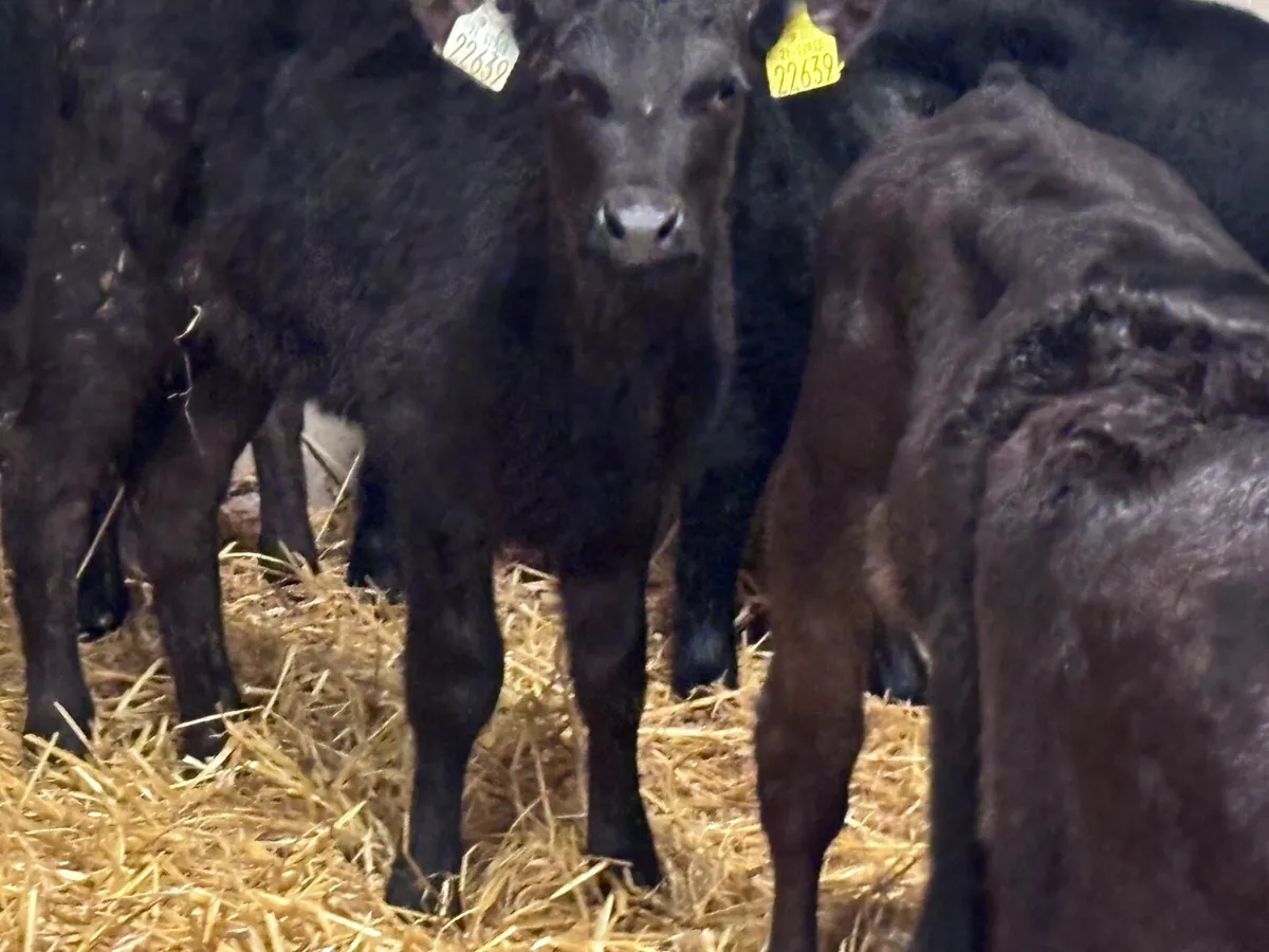 21 HEIFER CALVES FOR SALE - Image 2