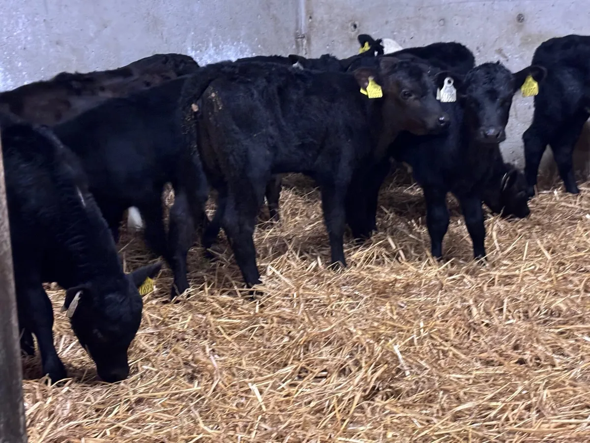21 HEIFER CALVES FOR SALE - Image 3