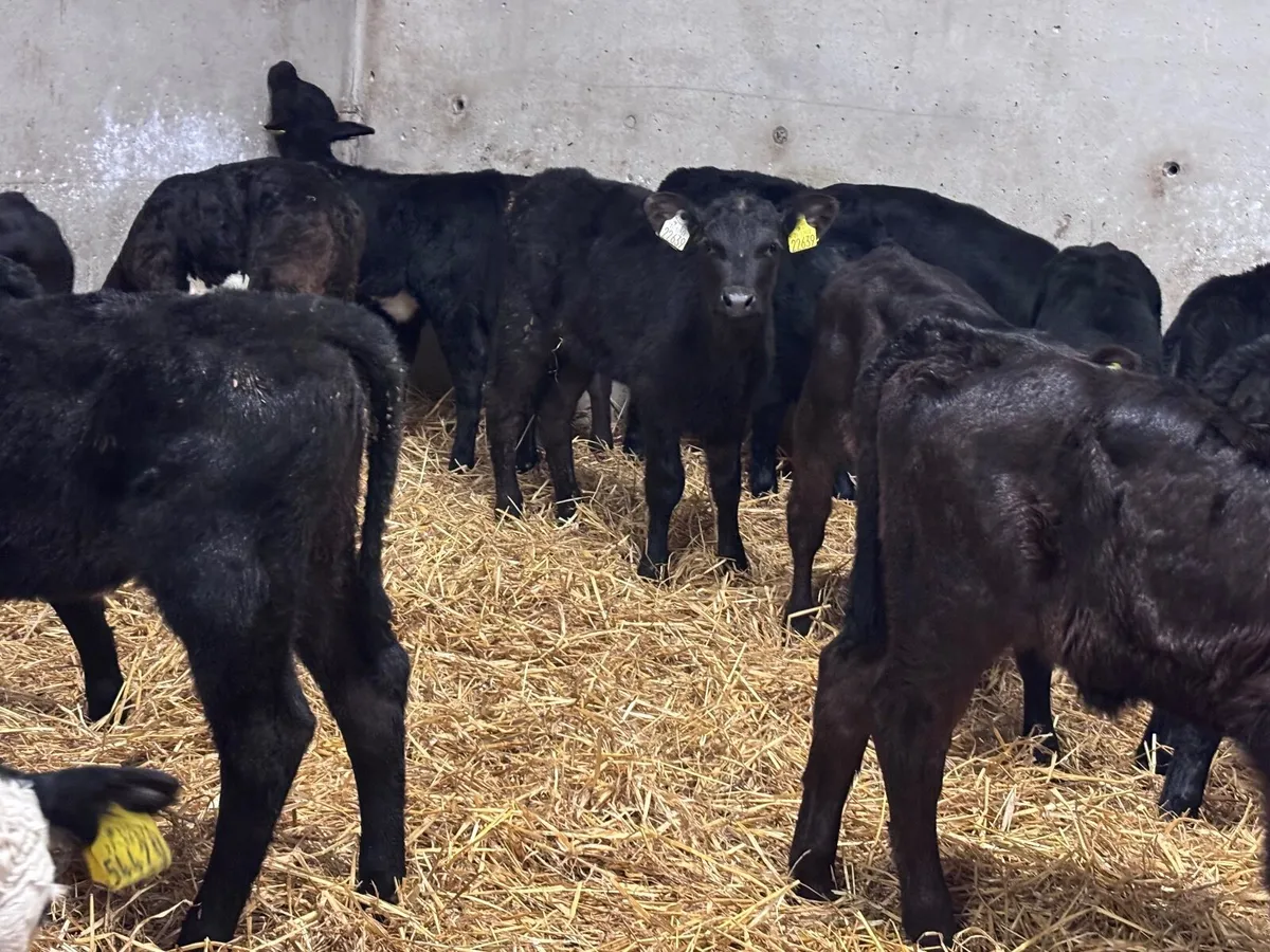 21 HEIFER CALVES FOR SALE - Image 1