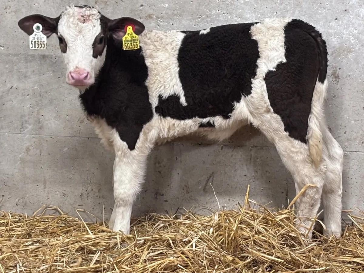 4 smashing continental calves for sale - Image 3