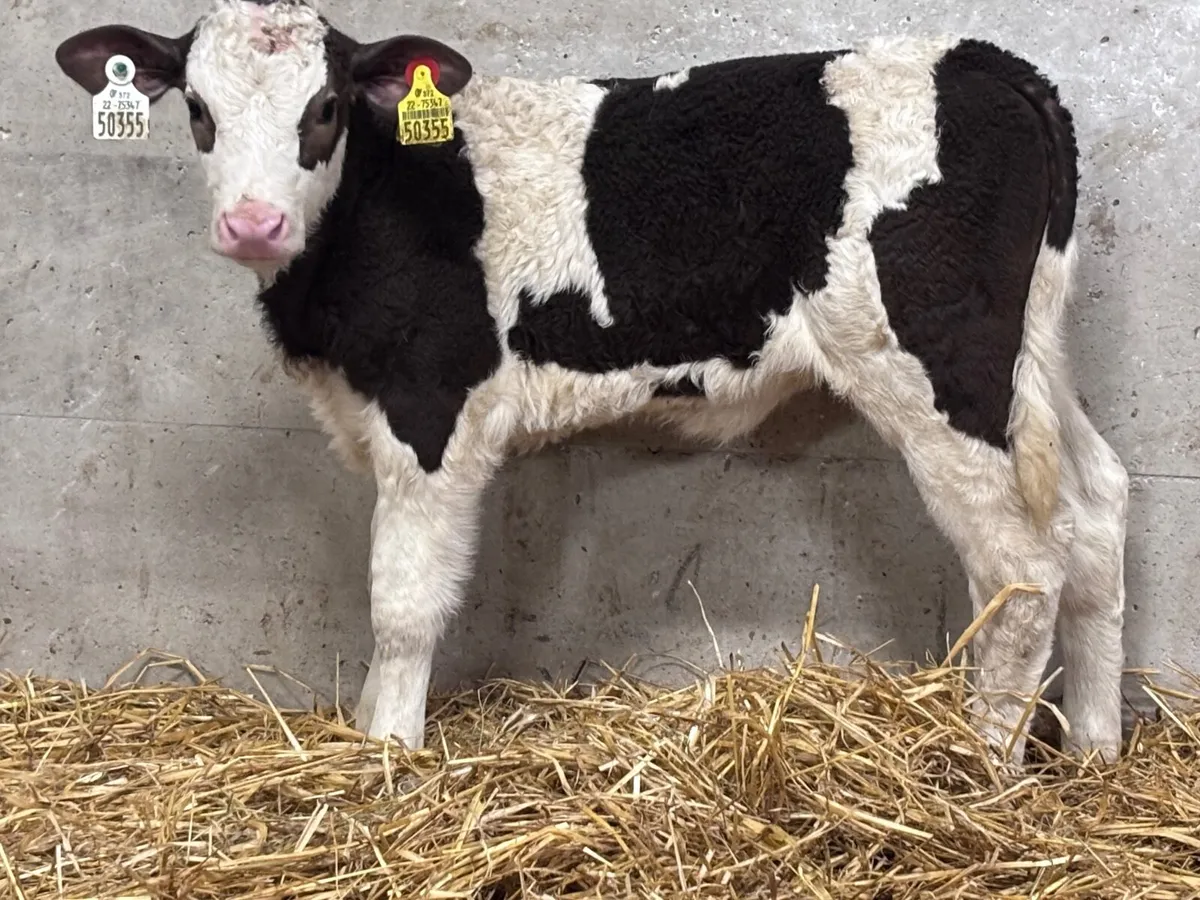 4 smashing continental calves for sale - Image 4
