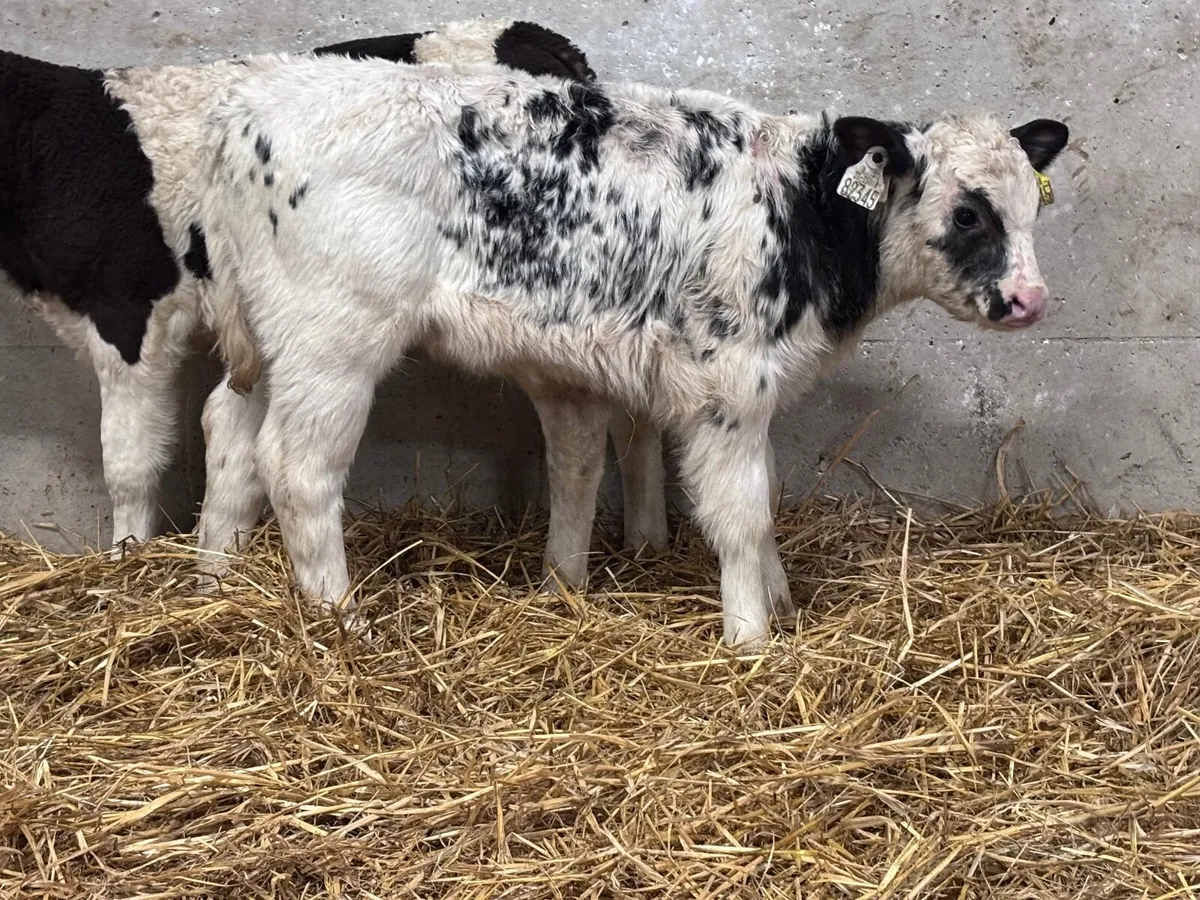 4 smashing continental calves for sale - Image 2