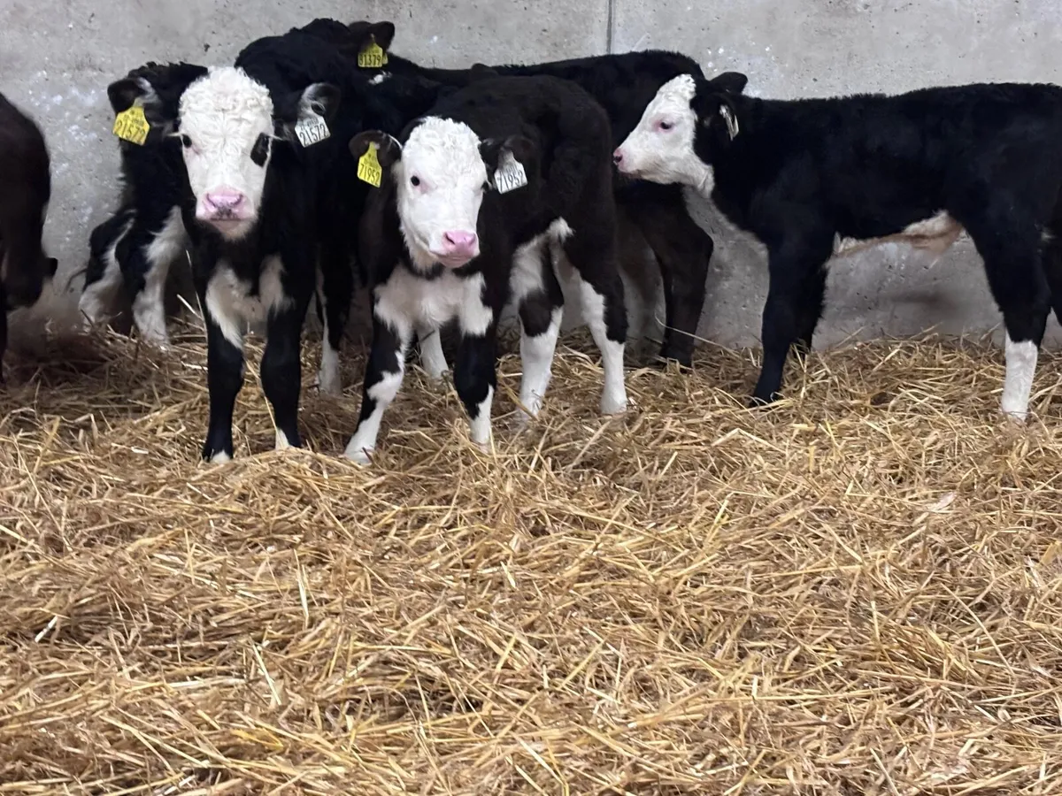 9TOP QUALITY bull calves for sale - Image 2