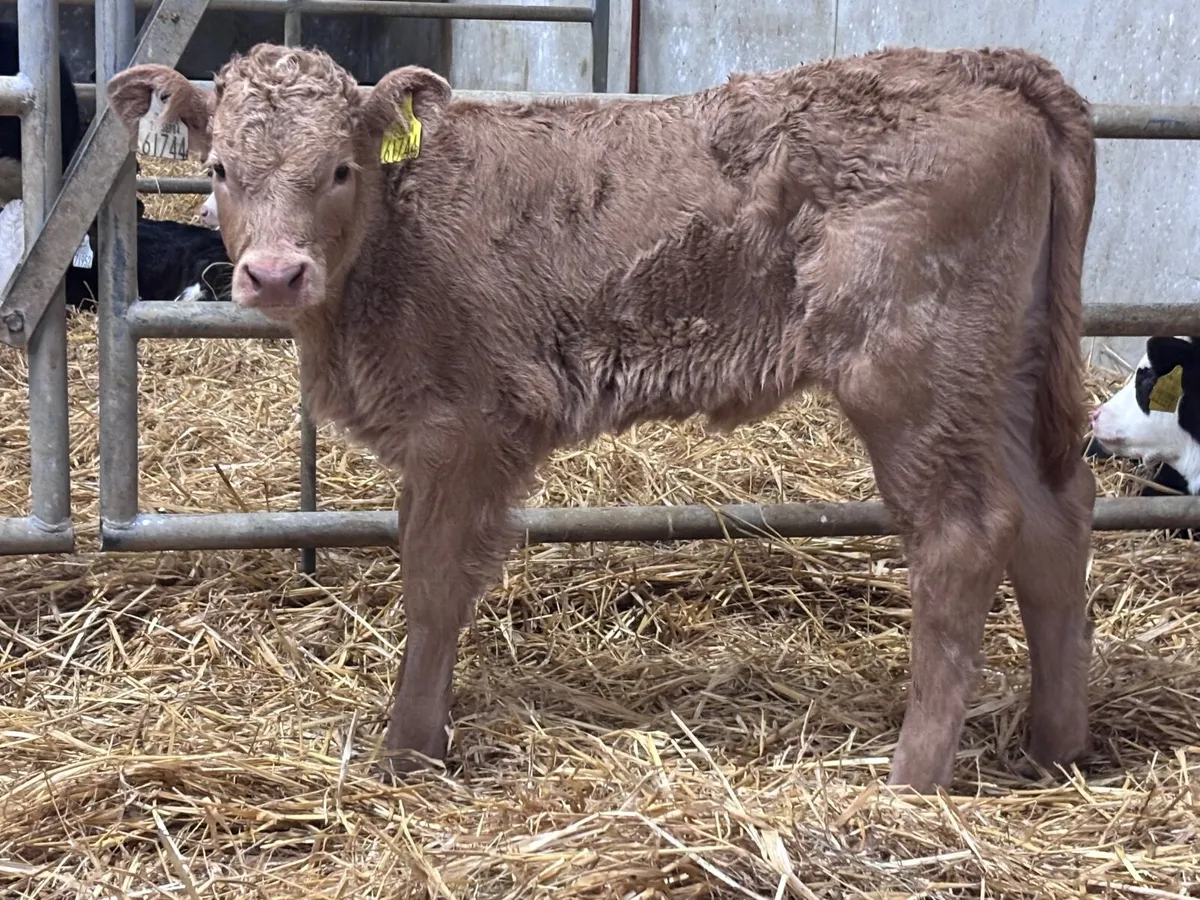 Super suckler bred golden Charlaois heifer calf - Image 2