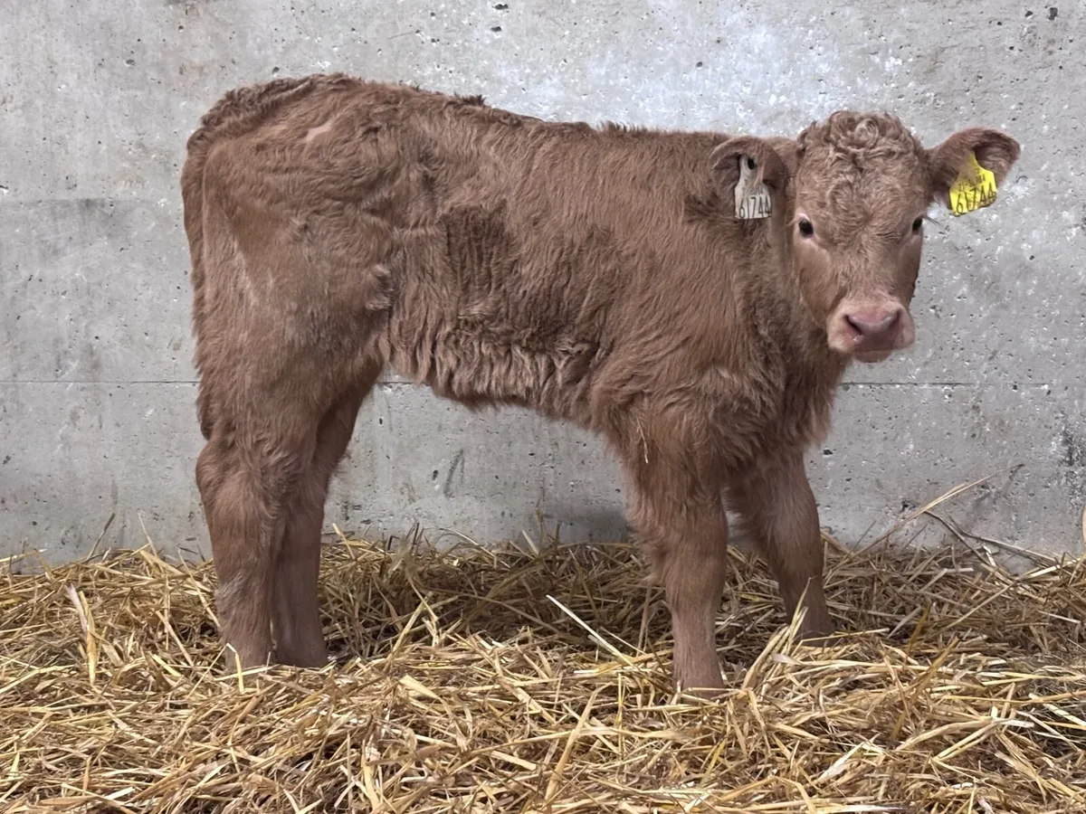 Super suckler bred golden Charlaois heifer calf - Image 3