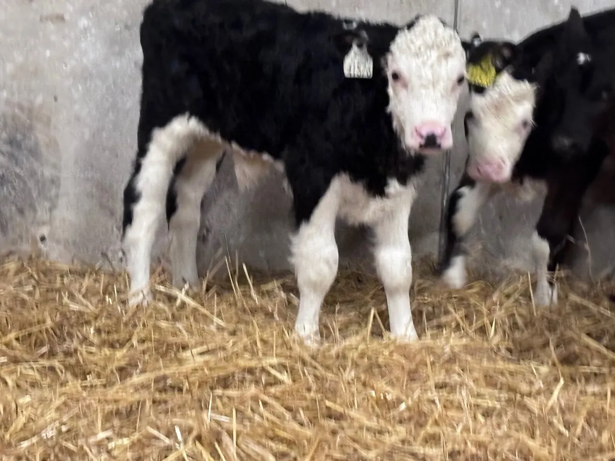 9TOP QUALITY bull calves for sale - Image 3