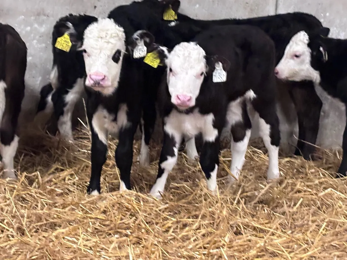 9TOP QUALITY bull calves for sale - Image 4