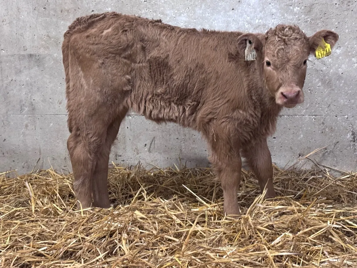 Super suckler bred golden Charlaois heifer calf - Image 4