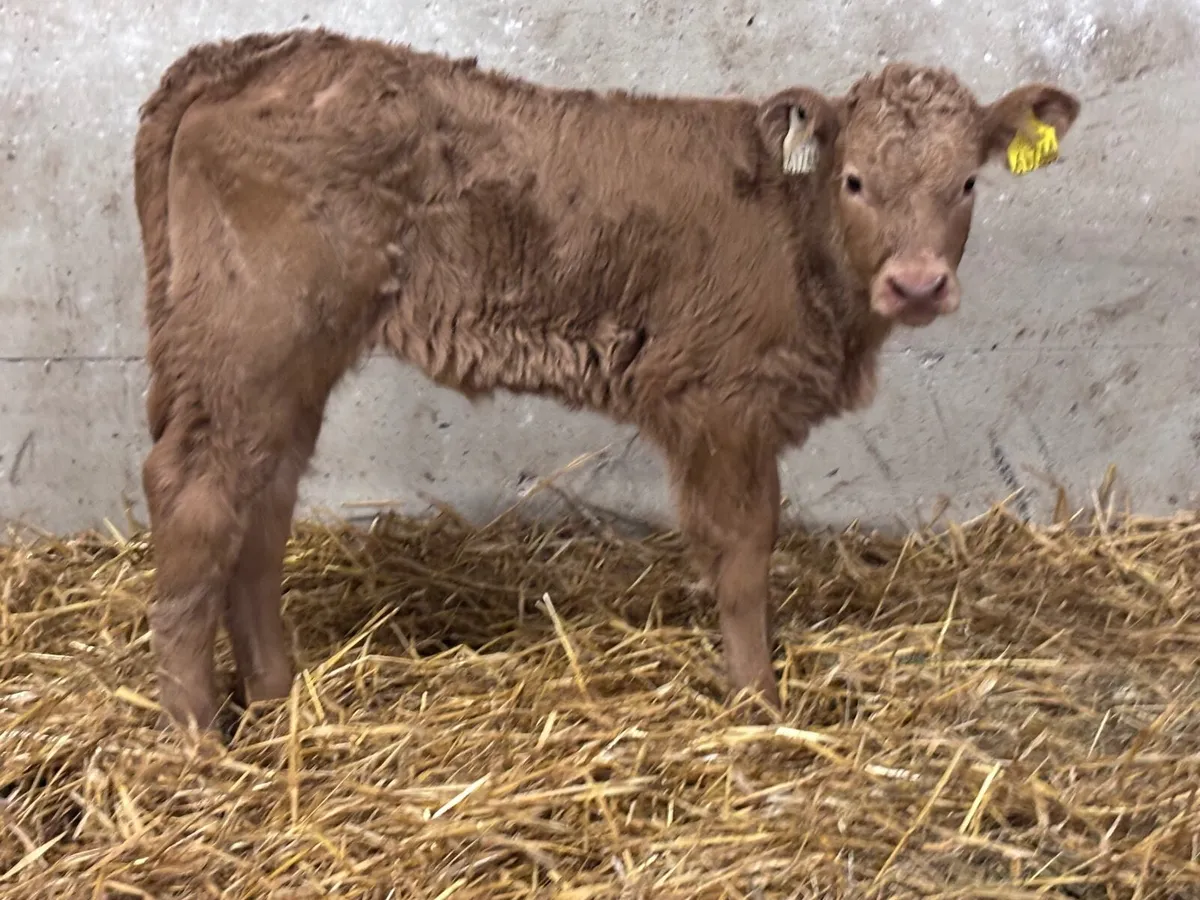 Super suckler bred golden Charlaois heifer calf - Image 1
