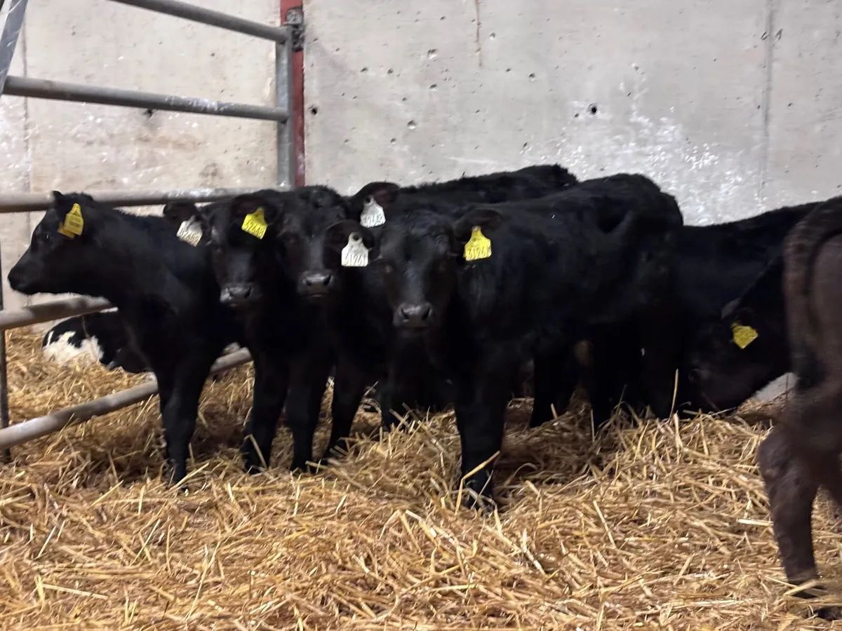 15 SMASHING ANGUS & LIMISION CALVES FOR SALE - Image 2