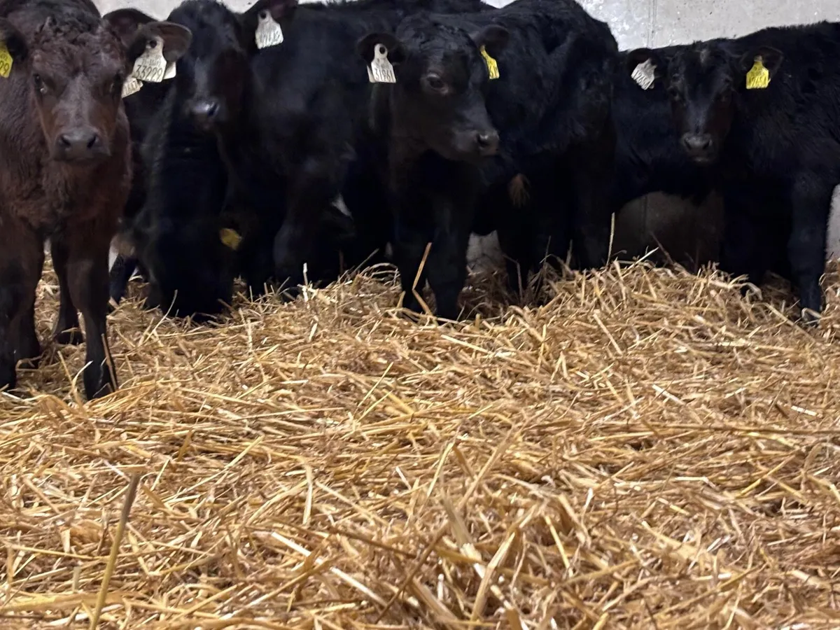 15 SMASHING ANGUS & LIMISION CALVES FOR SALE - Image 3