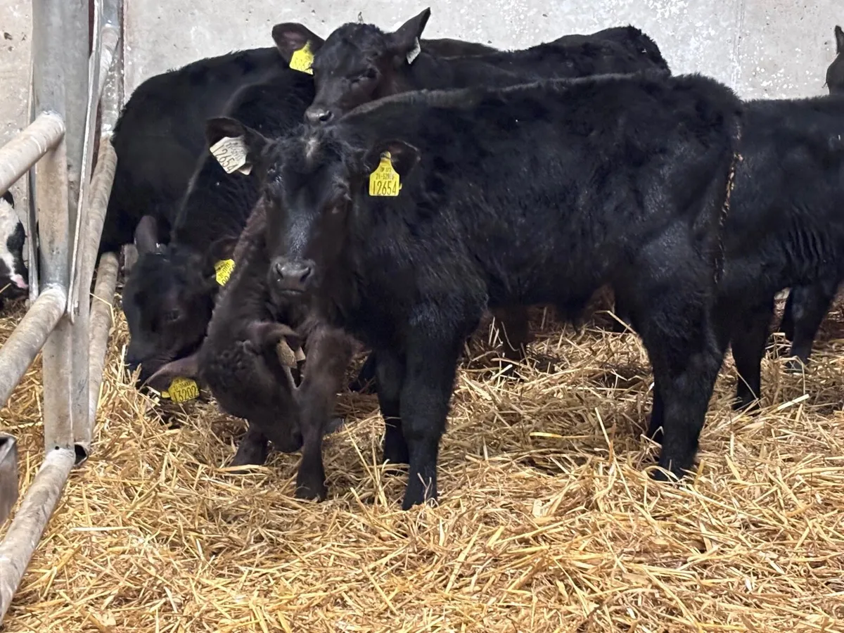 15 SMASHING ANGUS & LIMISION CALVES FOR SALE - Image 4