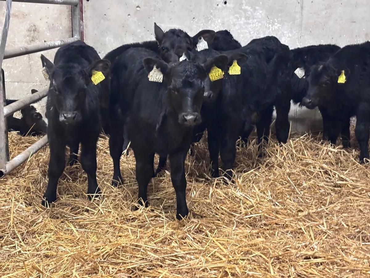 15 SMASHING ANGUS & LIMISION CALVES FOR SALE - Image 1